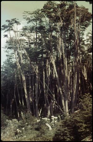Primary view of object titled 'Trees, daisies'.