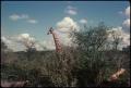 Primary view of Giraffe - Kruger Park