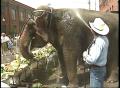 Video: [News Clip: Bye Elephants]