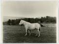 Photograph: [Photograph of two horses]
