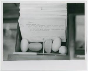 Fotografía en blanco y negro de un cajón abierto para un catálogo de fichas. En la tarjeta frontal se lee Pascua. Una varilla metálica se extiende desde la parte delantera del cajón para mantener las fichas en su lugar, y cinco piedras blancas se sientan en el espacio abierto.