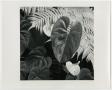 Photograph: [Photograph of a leaf and fern]