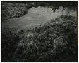 Photograph: [Photograph of foliage in a body of water]