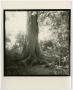 Photograph: [Photograph of tree trunk in sunlight]