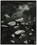 Photograph: [Photograph of a small brook]