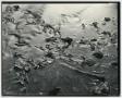 Photograph: [Photograph of leaves in water]