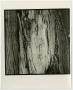 Photograph: [Photograph of tree trunk carvings]