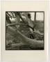 Thumbnail image of item number 1 in: '[Photograph of twisted trees, 2]'.