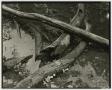 Photograph: [Photograph of branches in shallow water]
