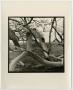 Photograph: [Photograph of twisted trees]
