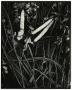 Primary view of [Photograph of reeds and leaves]