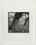 Primary view of [Photograph of two crooked tree trunks]
