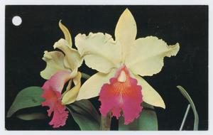 Primary view of object titled '["Burtons Orchids and Flowers" postcards]'.