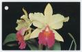 Thumbnail image of item number 1 in: '["Burtons Orchids and Flowers" postcards]'.