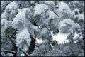 Primary view of [Tree branches covered in snow]
