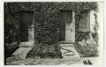 Photograph: [Photograph of a wall covered in ivy]