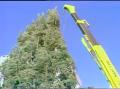 Video: [News Clip: Xmas Tree (Cristmas Tree)]