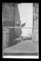 Photograph: [Two pigeons on a plank]