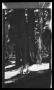Photograph: [John and Byrd Williams III standing in a forest]