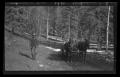 Photograph: [Two horses pulling a wagon in a forest]