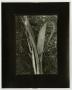 Primary view of [Photograph of a corn stalk]
