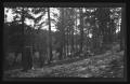 Photograph: [A forest with two girls sitting in the background]