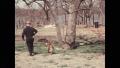 Video: [News Clip: How much is that doggie in the tree]