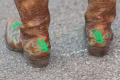 Primary view of [North Texas cowboy boots (back)]