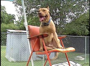 Primary view of [News Clip: Lawn chair dog]