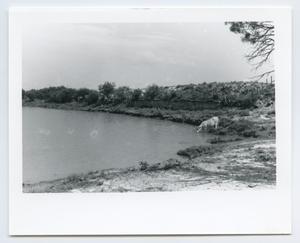 Primary view of object titled '[Cow Drinking Out of Pond]'.