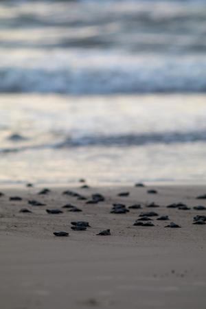 Kemp's ridley sea turtles