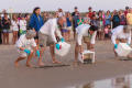 Photograph: Kemp's ridley sea turtles released at dawn
