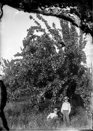 [Two Boys in Front of Tree]