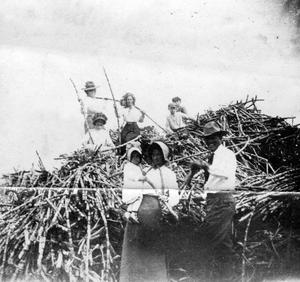 Primary view of object titled '[Dew Sugar Cane]'.
