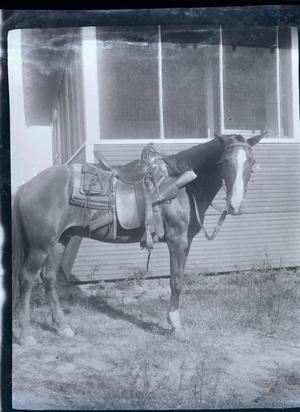 Primary view of object titled '[Photograph of a Saddled Horse]'.