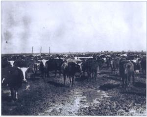 [Photograph of the Dew Ranch Longhorn Cattle]