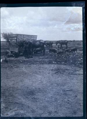 Primary view of object titled '[Photograph of Pigs and Horses]'.