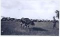 Primary view of [Photograph of a Roped Steer]