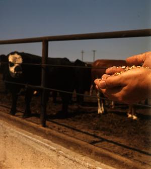 [Grain and Cattle]