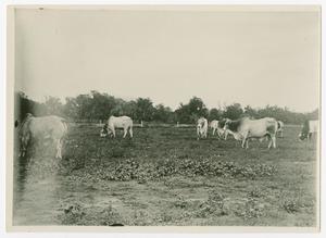 Primary view of object titled '[Brahman Herd]'.