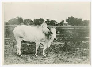 Primary view of object titled '[Brahman Bull with Nose Ring and Dark Hump]'.