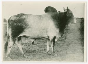 Primary view of object titled '[Brahman Bull with Dark Coloration]'.