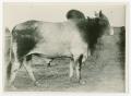 Thumbnail image of item number 1 in: '[Brahman Bull with Dark Coloration]'.