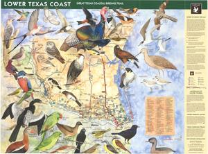 Great Texas Coastal Birding Trail: Lower Texas Coast