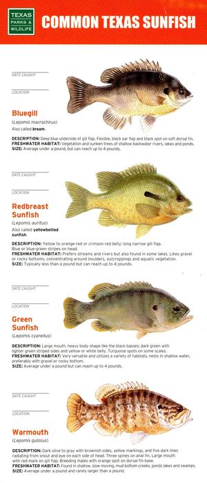 Common Texas Sunfish