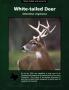 Pamphlet: White-tailed Deer