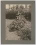 Photograph: [Grave at Oakwood Cemetery]