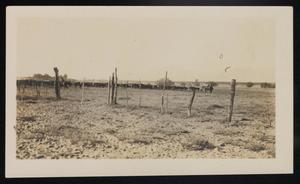 Primary view of object titled '[Cattle Drive On Ranch, 1918]'.