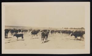 Primary view of object titled '[Herd of Cattle During Cattle Drive, 1918]'.