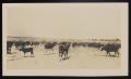 Thumbnail image of item number 1 in: '[Herd of Cattle During Cattle Drive, 1918]'.